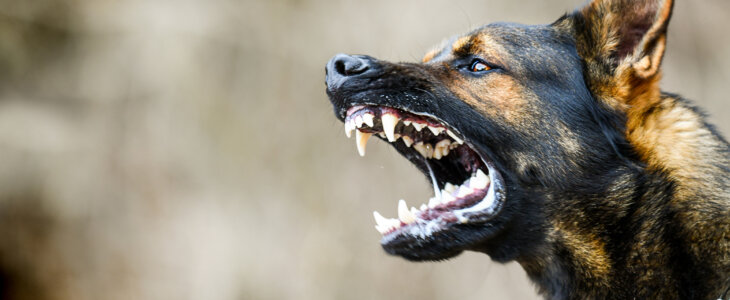 Aggressive dog shows dangerous teeth. German sheperd attack head detail.